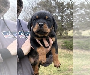 Rottweiler Puppy for sale in POLO, MO, USA