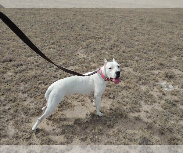 Medium Photo #2 Dogo Argentino Puppy For Sale in Yoder, CO, USA
