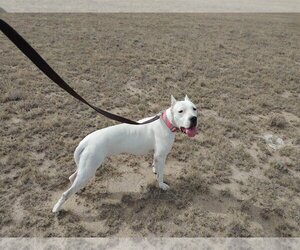 Shasta - Female Dogo Argentino Dog for Adoption - Photo #2