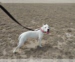 Small Photo #2 Dogo Argentino Puppy For Sale in Yoder, CO, USA