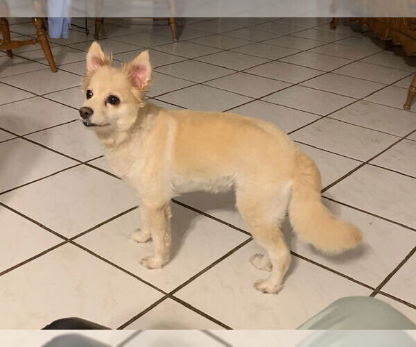 Medium Photo #1 Pomeranian Puppy For Sale in Miami, FL, USA
