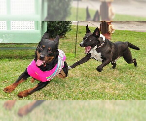 Medium Photo #41 Mutt Puppy For Sale in Houston, TX, USA