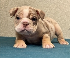 English Bulldog Puppy for sale in JERSEY CITY, NJ, USA