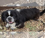 Small #1 Pekingese