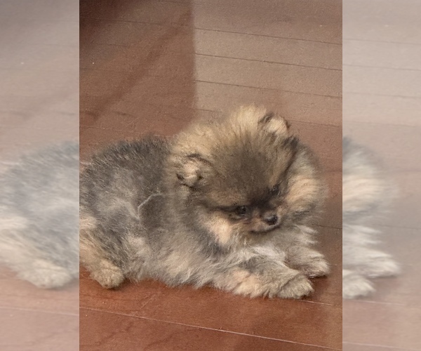 Medium Photo #7 Pomeranian Puppy For Sale in CHULA VISTA, CA, USA