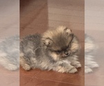 Small #6 Pomeranian