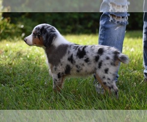 Miniature Australian Shepherd Puppy for sale in PALM COAST, FL, USA