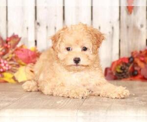 Goldendoodle-Poodle (Toy) Mix Puppy for sale in MOUNT VERNON, OH, USA