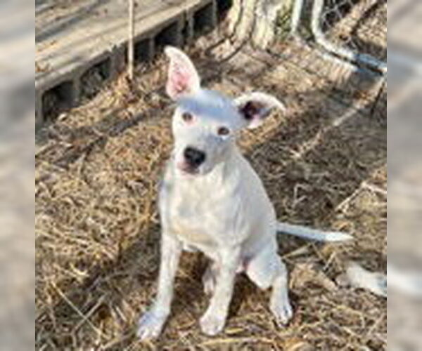 Medium Photo #2 Mutt Puppy For Sale in McCormick, SC, USA