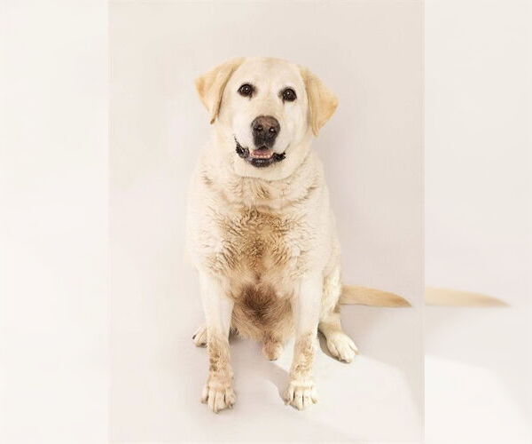 Medium Photo #1 Labrador Retriever Puppy For Sale in Ogden, UT, USA