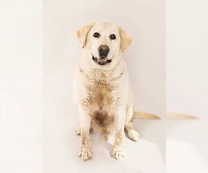 Labrador Retriever Dogs for adoption in Ogden, UT, USA