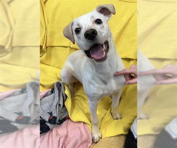 Medium Photo #1 Labrador Retriever-Unknown Mix Puppy For Sale in Peoria, IL, USA