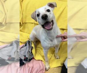 Labrador Retriever-Unknown Mix Dogs for adoption in Peoria, IL, USA