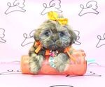 Small Photo #13 Shih Tzu Puppy For Sale in LAS VEGAS, NV, USA