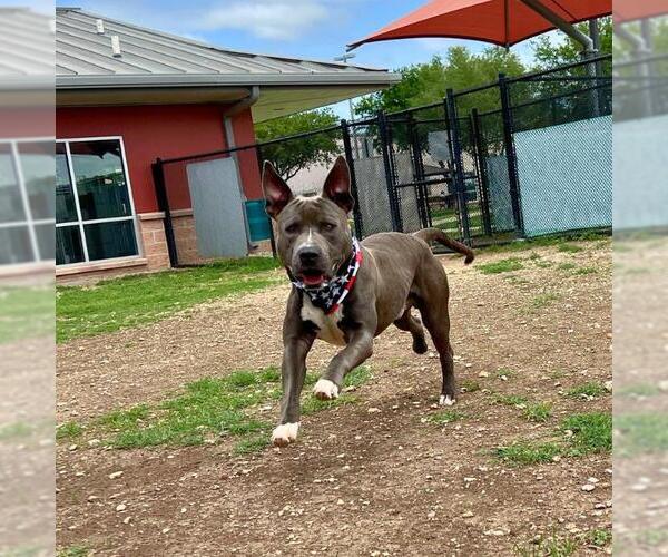 Medium Photo #1 American Staffordshire Terrier-Unknown Mix Puppy For Sale in San Antonio, TX, USA
