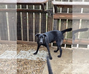 Labrador Retriever Dogs for adoption in Poplar Bluff, MO, USA