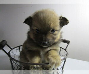 Pomeranian Puppy for sale in KALAMAZOO, MI, USA