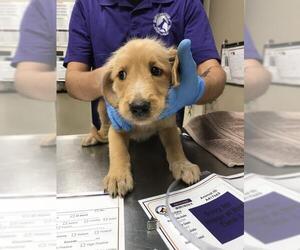 Labrador Retriever Dogs for adoption in Conroe, TX, USA