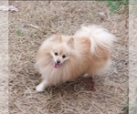 Small Photo #1 Pomeranian Puppy For Sale in SPOTSYLVANIA, VA, USA