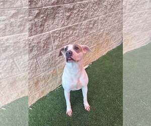 Sueboo-$75 Adoption Fee! Diamond Dog! - Female Mutt Dog for Adoption - Photo #3
