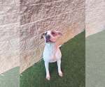 Small Photo #3 Mutt Puppy For Sale in Rockwall, TX, USA