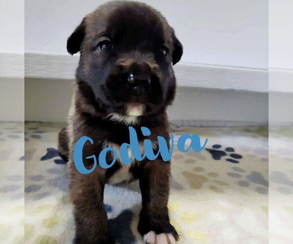 Medium Photo #13 Mutt Puppy For Sale in Imlay City, MI, USA