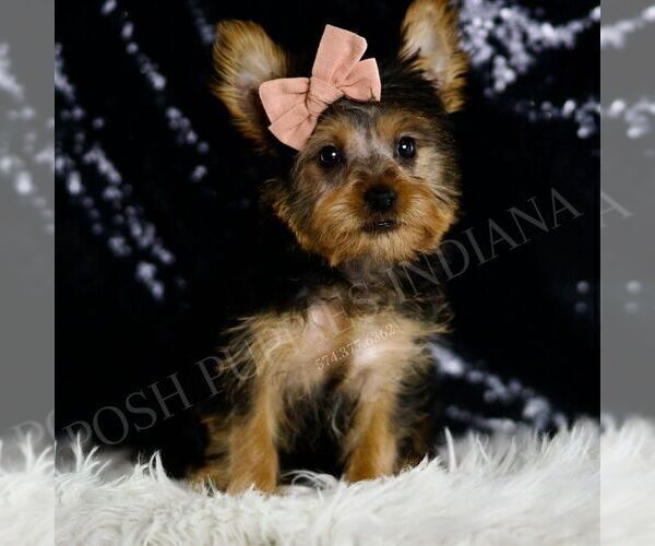 Medium Photo #5 Yorkshire Terrier Puppy For Sale in WARSAW, IN, USA