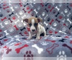 Small #2 Jack Russell Terrier