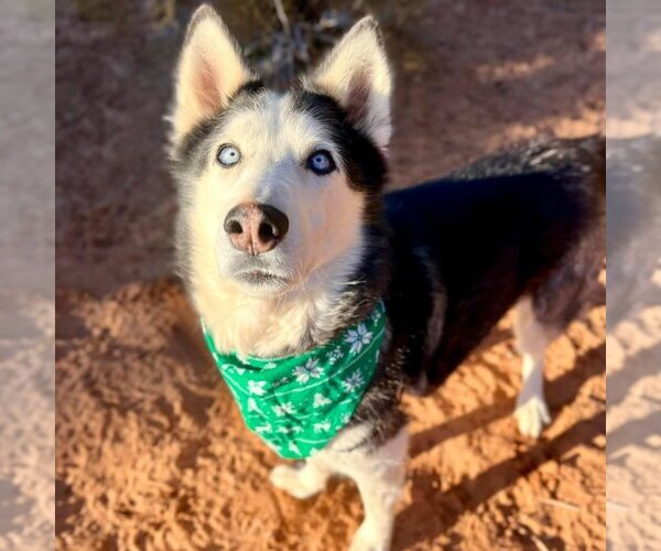 Medium Photo #134 Siberian Husky Puppy For Sale in Kanab, UT, USA