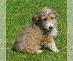 Small Photo #7 Sheltidoodle Puppy For Sale in SHIPPENSBURG, PA, USA
