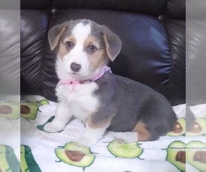 Mother of the Pembroke Welsh Corgi puppies born on 04/19/2025