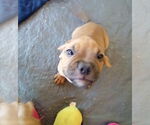 Small #13 Bulldog Mix