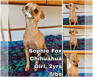 Chihuahua Dogs for adoption in Seattle, WA, USA