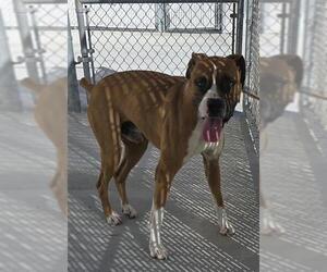 Boxer Dogs for adoption in HESPERIA, CA, USA