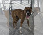 Small Boxer