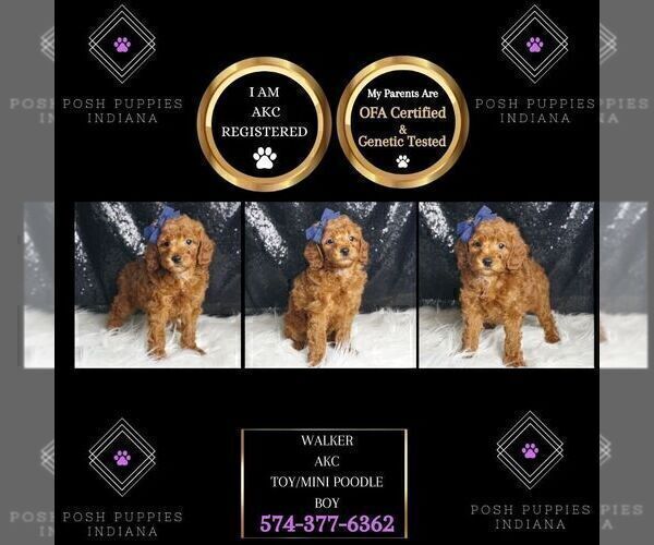 Medium Photo #47 Poodle (Toy) Puppy For Sale in WARSAW, IN, USA