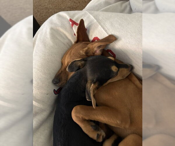 Medium Photo #4 Rat Terrier-Unknown Mix Puppy For Sale in Bellevue, WA, USA