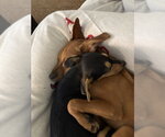 Small #3 Rat Terrier Mix