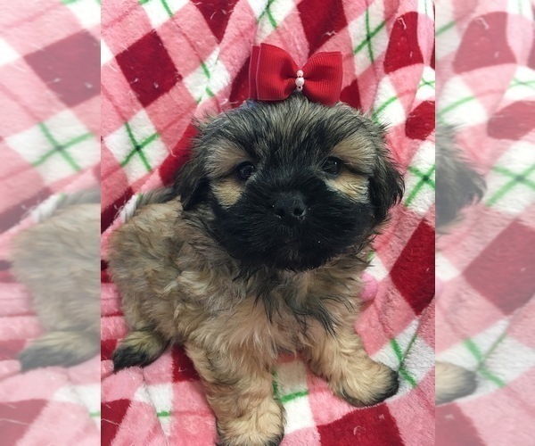 Medium Photo #1 Shih Tzu Puppy For Sale in SARASOTA, FL, USA