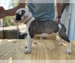 Small #1 American Bulldog
