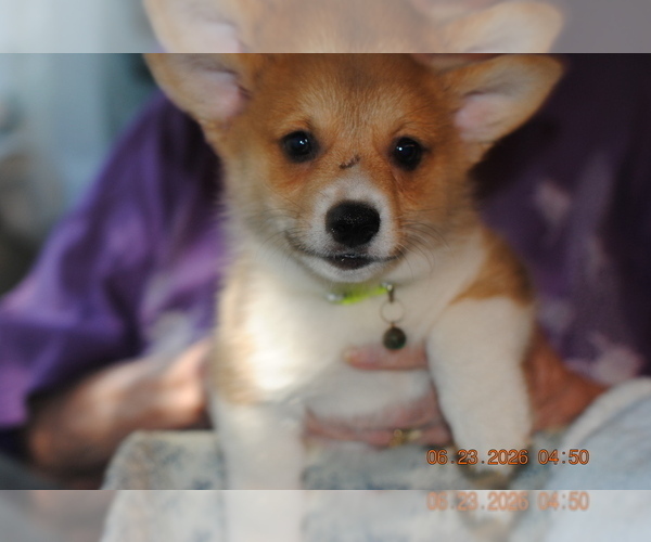 Medium Photo #6 Pembroke Welsh Corgi Puppy For Sale in FALLS CITY, OR, USA