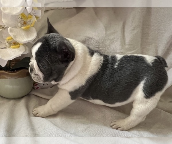 Medium Photo #6 French Bulldog Puppy For Sale in SAINT CLAIR, MI, USA