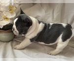 Small Photo #6 French Bulldog Puppy For Sale in SAINT CLAIR, MI, USA