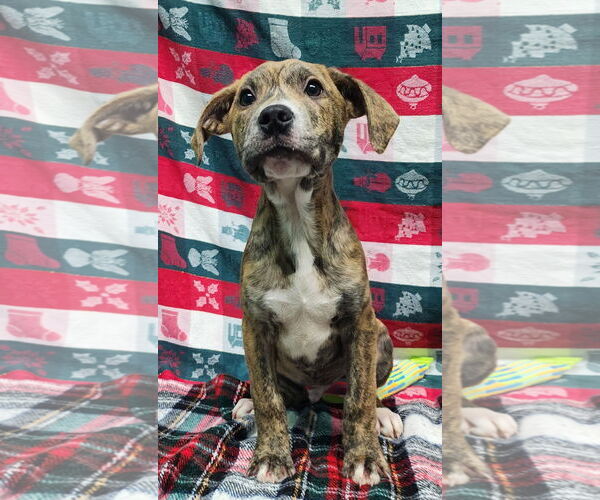 Medium Photo #1 Bulldog-Unknown Mix Puppy For Sale in Wetumpka, AL, USA