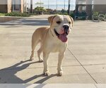 Small Photo #1 Staffordshire Bull Terrier Puppy For Sale in Orange, CA, USA