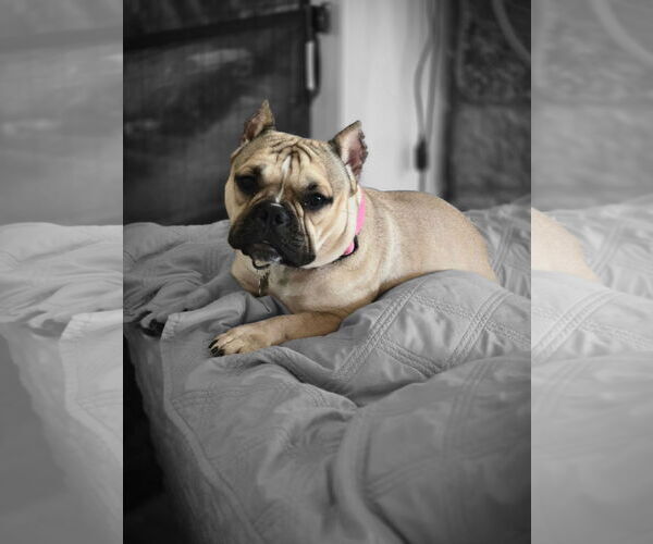 Medium Photo #2 American Bulldog-French Bulldog Mix Puppy For Sale in Lakemont, GA, USA