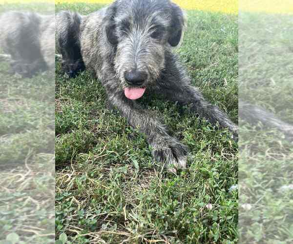Medium Photo #1 Irish Wolfhound Puppy For Sale in WINDSOR, MO, USA