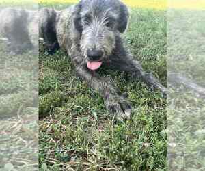 Irish Wolfhound Puppy for sale in WINDSOR, MO, USA