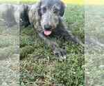 Image preview for Ad Listing. Nickname: Freya