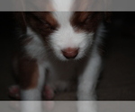 Small Photo #4 Australian Shepherd Puppy For Sale in HERNANDO, MS, USA